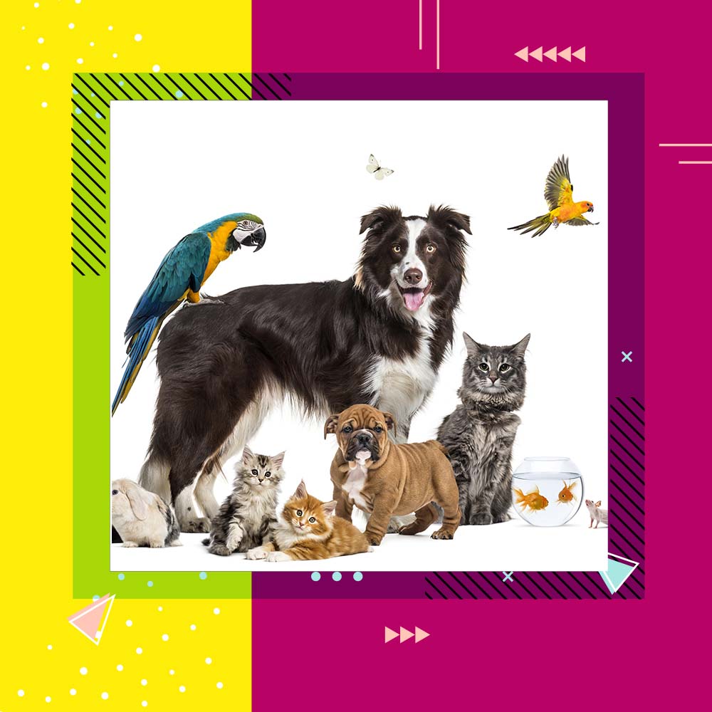 Köpek Neden Yemek Yemez?