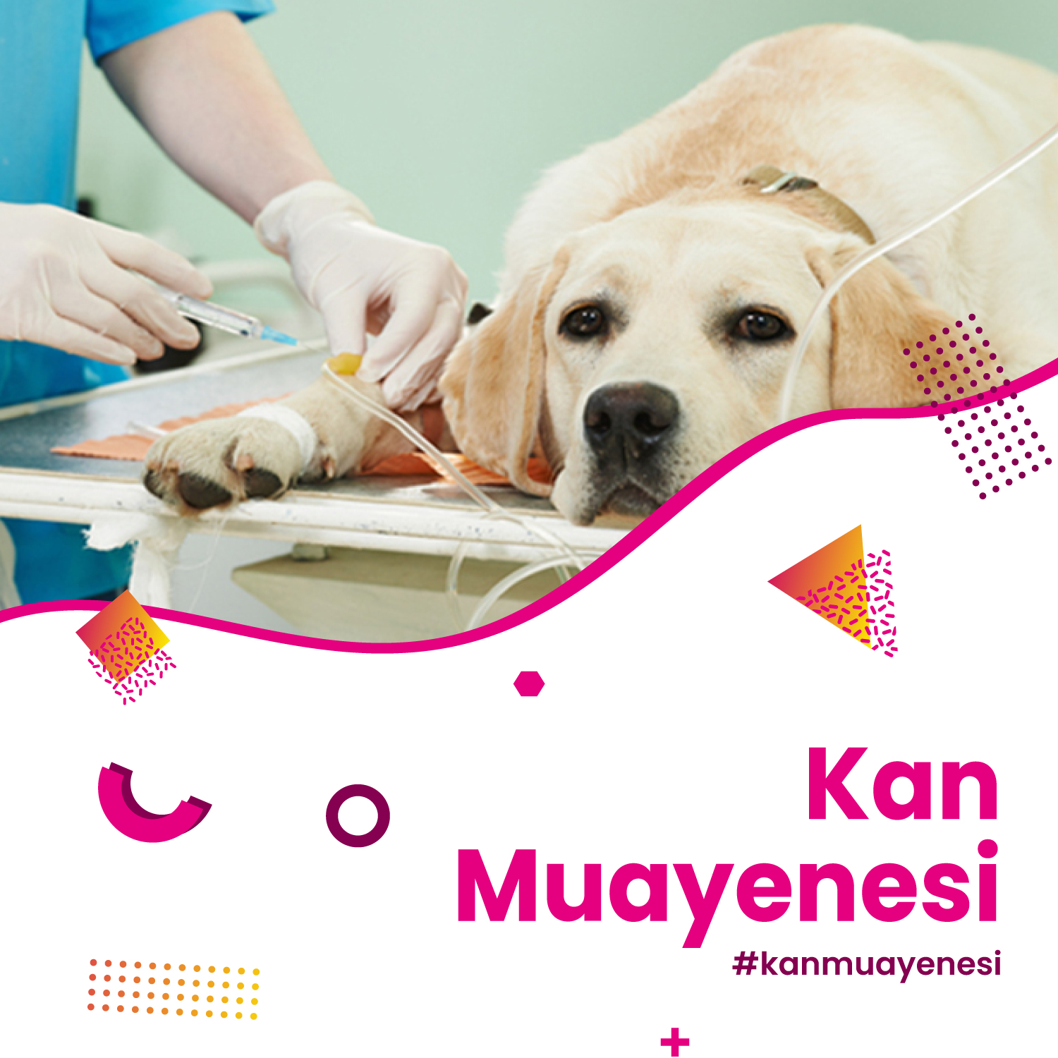 Kan Muayenesi Hizmeti